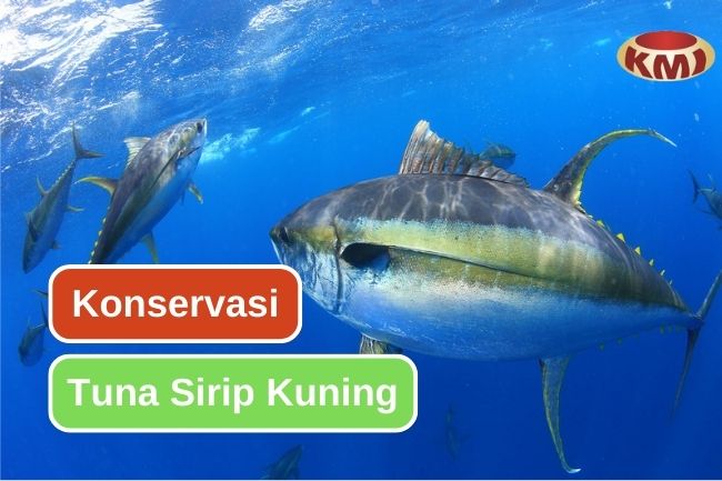 Upaya Mendukung Konservasi Tuna Sirip Kuning